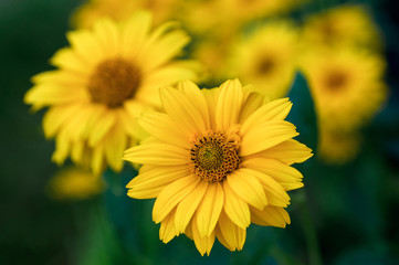 Bright yellow flowers blooming in the garden. Неliорsis sсаbга.