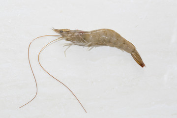 A raw shrimp on white background