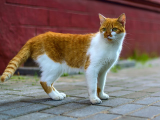 Fototapeta na wymiar Red cat on the sidewalk