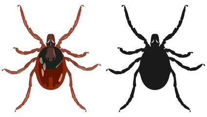 Color image of the tick and its silhouette. Vector illustration.