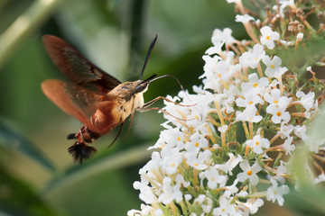 Clearwing hummingbird moth