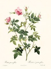 Old illustration of Rosa parvi flora. Created by P. R. Redoute, published on Les Roses, Imp. Firmin Didot, Paris, 1817-24
