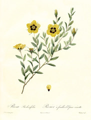 Old illustration of Rosa Persica (Rosa berberifolia). Created by P. R. Redoute, published on Les Roses, Imp. Firmin Didot, Paris, 1817-24