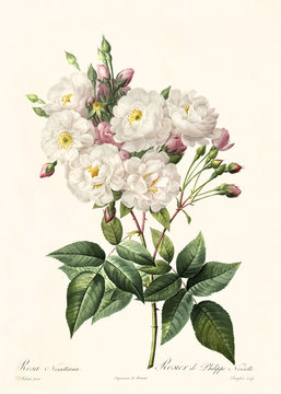 Old illustration of Rosa noisettiana. Created by P. R. Redoute, published on Les Roses, Imp. Firmin Didot, Paris, 1817-24