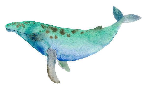 Watercolor multicolor whale