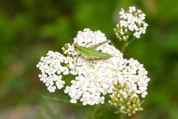 Grasshopper on a yarrow