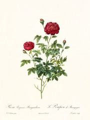 Old illustration of Rosa pomponia burgundiaca. Created by P. R. Redoute, published on Les Roses, Imp. Firmin Didot, Paris, 1817-24