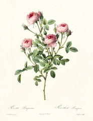 Old illustration of Rosa pomponia. Created by P. R. Redoute, published on Les Roses, Imp. Firmin Didot, Paris, 1817-24