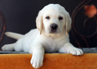 the little labrador puppy on a yellow background