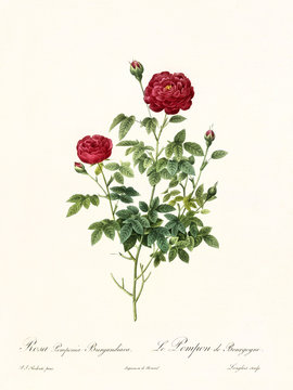 Old illustration of Rosa pomponia burgundiaca. Created by P. R. Redoute, published on Les Roses, Imp. Firmin Didot, Paris, 1817-24