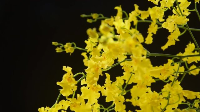Oncidium