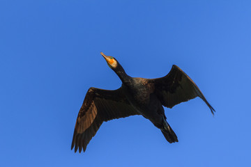 cormorant (phalacrocorax carbo ) in flight - obrazy, fototapety, plakaty