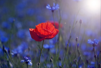 Red tulip in the middle of a field with blue cornflowers