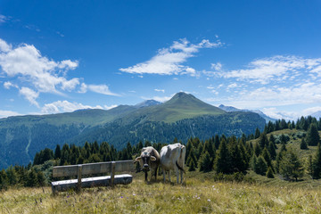 panoramic view of mountains in the Grisons from a mountain top with a bench on top and two cows standing next to it in southwestern Switzerland