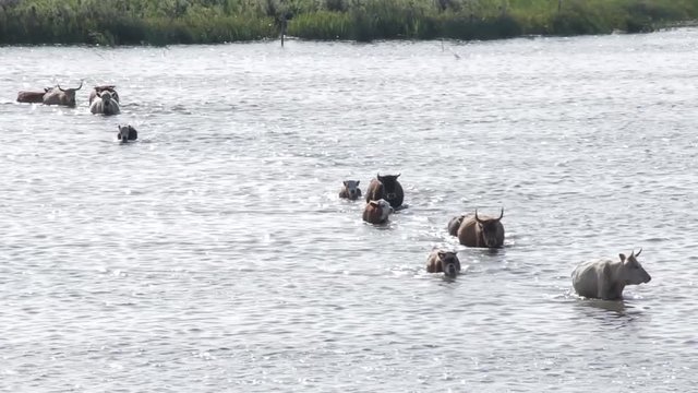 Wild cows swim by the Engure lake,  the Latvian blue cows, Nature Park - Engures Ezers 
