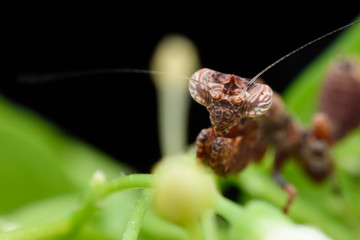 Close up tiny Mantis on green leaf