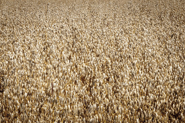 A Six Image Focus Stacked Image of a wind blown crop of Oats in Suffolk, England.