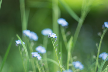 zapominajka © Marcin