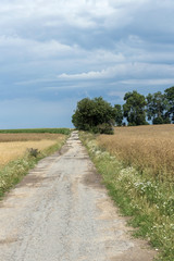 A straight field path between colour medows leading to a forest under storm clouds