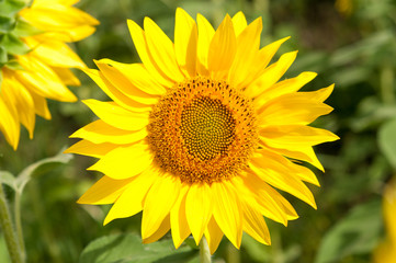 Bee on sunflower. Flower of sunflower