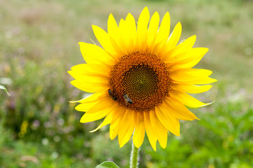 Bee on sunflower. Flower of sunflower