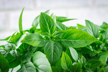 A bunch of green lemon basil on a white concrete table against a brick wall background
