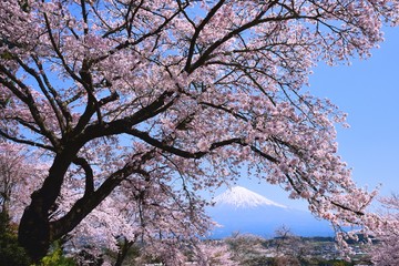 富士山と桜
