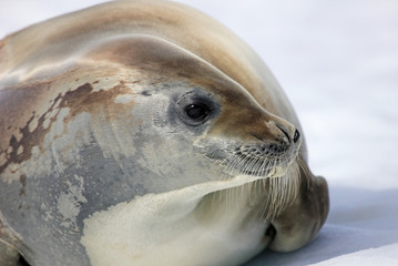Crabeater seal on ice floe, Antarctic Peninsula, Antarctica
