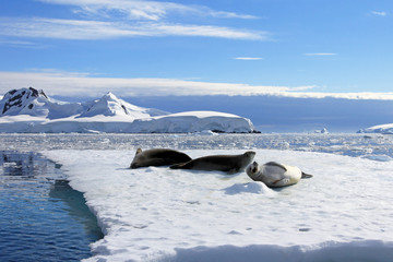 Fototapeta premium Crabeater seals on ice floe, Antarctic Peninsula, Antarctica