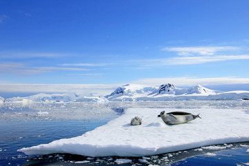 Fototapeta premium Crabeater seals on ice floe, Antarctic Peninsula, Antarctica
