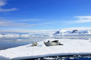 Foto op Canvas Crabeater zeehonden op ijsschots, Antarctisch Schiereiland, Antarctica © reisegraf