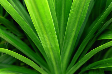 Fototapeta na wymiar Green leaf pattern background abstract of nature selective focus.