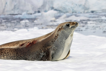 Crabeater seal on ice floe, Antarctic Peninsula, Antarctica