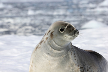 Fototapeta premium Crabeater seal on ice floe, Antarctic Peninsula, Antarctica