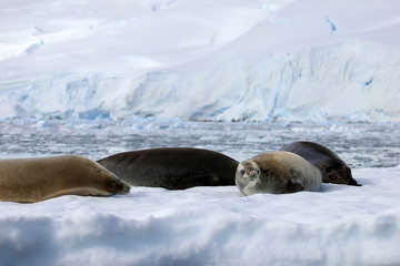 Naklejka premium Crabeater seals on ice floe, Antarctic Peninsula, Antarctica