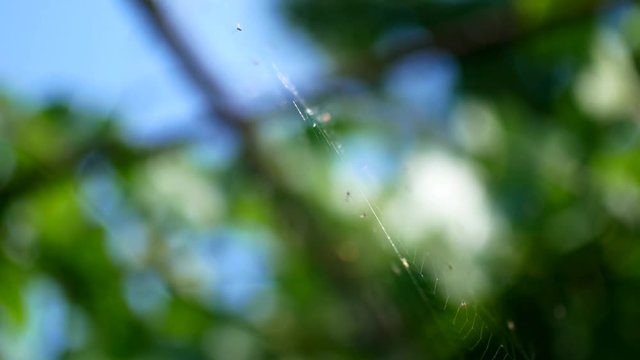 Spider web in the light. Beautiful bokeh, video for the background.