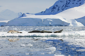 Crabeater seals on ice floe, Antarctic Peninsula, Antarctica