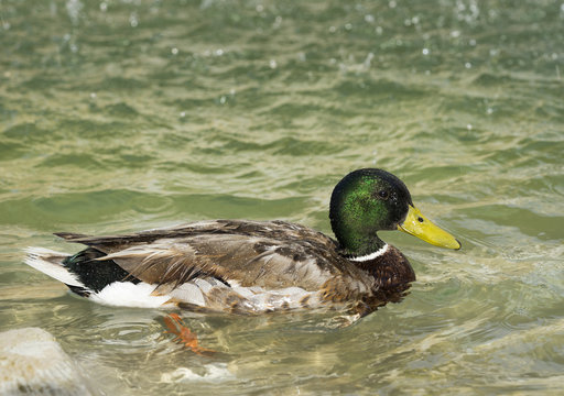 Amazing mallard duck swims in lake under sunlight landscape. Rom
