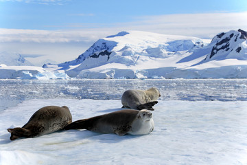 Naklejka premium Crabeater seals on ice floe, Antarctic Peninsula, Antarctica