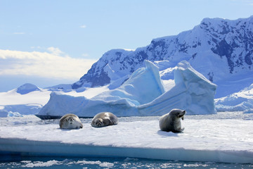 Obraz premium Crabeater seals on ice floe, Antarctic Peninsula, Antarctica