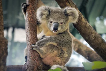 Foto op Canvas Een schattige koala. © THAWISAK