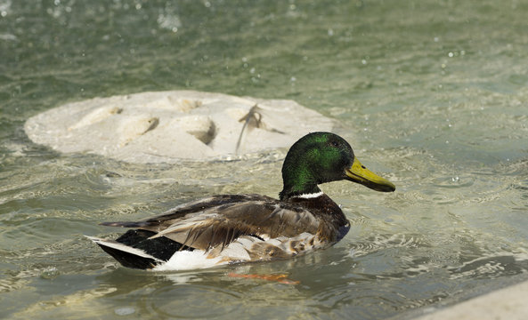 Amazing mallard duck swims in lake with blue water under sunligh