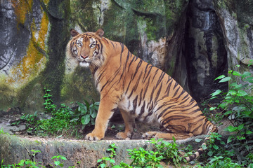 Fototapeta na wymiar Behavior of white tiger.