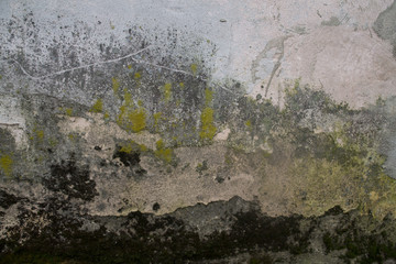 Texture of old plaster mossy lichen wall