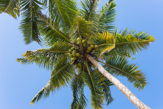 Photo of coconut tree in low-angle shot at the beach of Mirissa. The coconut is a major agricultural produce in Sri Lanka. Their are known for their great versatility, ranging from food to cosmetics