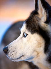 Portrait of Siberian Husky