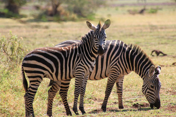 Fototapeta na wymiar Zebre de Tanzanie