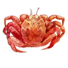 Watercolor illustration of seafood. Crab.