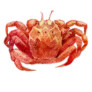 Watercolor illustration of seafood. Crab.