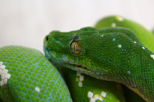 macro python vert